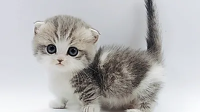 고양이 분양 전문 업체 ‘제나캣’, 분양가 할인으로 반려인들 이목 끌어