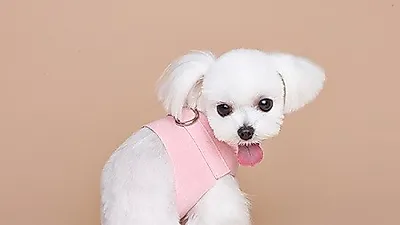 강아지 옷 쇼핑몰 베스티르, 기능성 하네스 출시