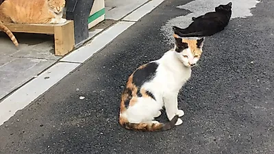 서울시, '길고양이 9,000마리 중성화 사업' 실시