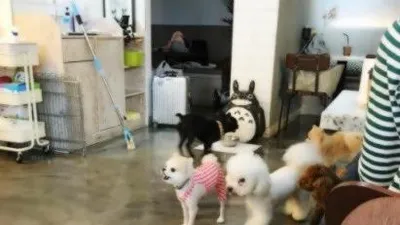 김현정 반려견, 애견카페에서 신나게 노는 중