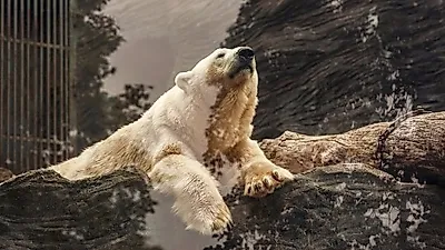 북극곰, 기후 변화로 인해 사람 사는 마을로 이동