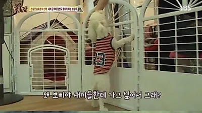 '동물농장', 남의 새끼에게 집착하는 포메라니안의 사정