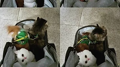 선우선 반려묘들과 함께 유모차 산책