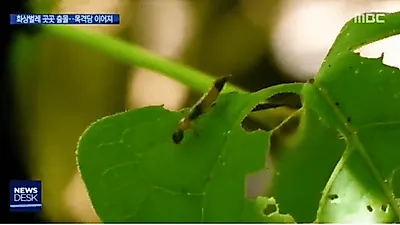 화상벌레, '밝은 빛 따라 들어와 옷, 침구류 등에 숨어' 이미 1968년에도 유행? 증상 줄이려면 털어내는 것이 중요