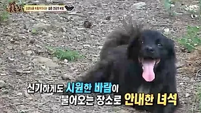 '동물농장', 장봉도 숨은 명소 알려주는 안내견 밍키