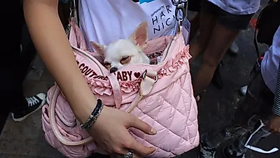작은 강아지도 사회성 훈련을 받아야 한다