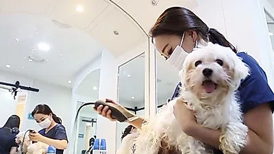길 고양이 안락사 없는 유기동물보호소 '도그마루', 유기묘무료분양 통해 사랑 나눠