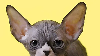 프리미엄 고양이 분양샵 나비캣, 합리적인 분양가 및 뛰어난 퀄리티를 만나볼 수 있는 애묘 분양으로 호평