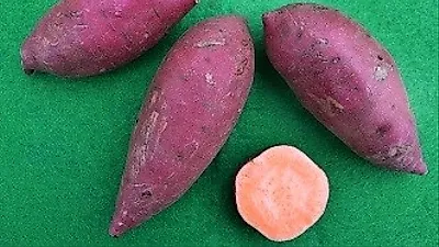 농촌진흥청, 고구마 신품종 보급