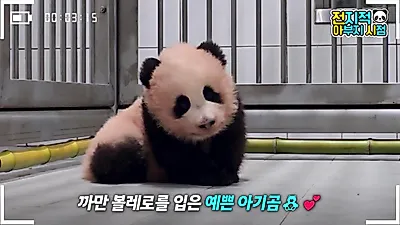 에버랜드 판다 가족, 러바오의 여유로운 식사와 슈바오의 성장 변화