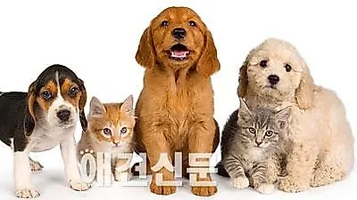 중견기업들의 반려동물산업 진출, 올해 유독 많아.
