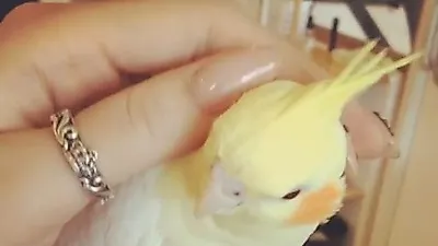 소유, 손 안에 작은 새 "흥꼬"