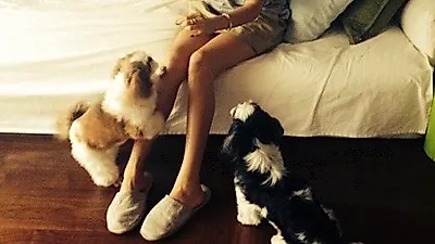 채정안, 편안한 옷차림 속 늘씬 각선미…"반려견이 시선 강탈?"