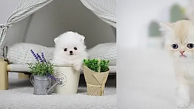 부산,광주,창원,전주 전문 애견샵 미유펫 다양한 강아지*고양이분양 최대80%할인 이벤트, 합리적인 입양제도 도입!