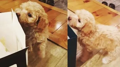 인피니트 우현 반려견 콩떡이, 깜찍 비주얼 "오구오구"