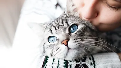 반려묘가 걸릴 수 있는 고양이 천식..헤어볼 증세와 유사해 주의요망