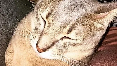 지드래곤, 반려묘 근황 공개 '먼 길 돌아 달콤한 집에 도착'