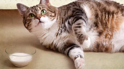 '고양이 집사라면 해본 이상한 행동 12가지'