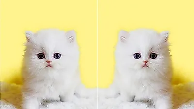 부산, 청주, 대전 고양이분양 업체 '나비캣' 고객감사이벤트 최대 50~80% 할인행사 진행중