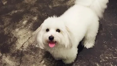 김재경, 꽃신 신고 추석에 반려견과 노는 중 "집이 북적북적"