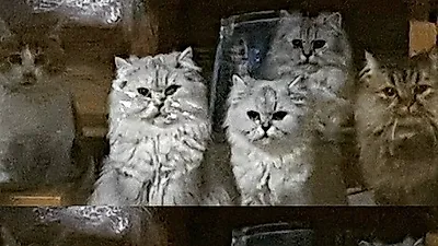 선우선 반려묘, 밥을 향한 애처로운 눈빛 발사 "기다려 밥 줄께"