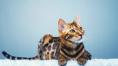 사람 대회 못지 않은 '고양이 미모 경연대회' 이모저모