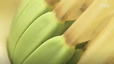 온대기후 휘청...대구 바나나, '이러다 지역 명물될 조짐?'