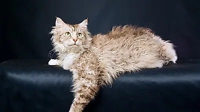 파마한 듯 곱슬곱슬 '라펌 고양이'