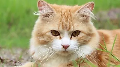 애리조나의 단독주택, '고양이 테마'로 꾸며져