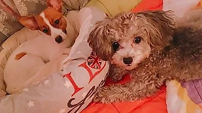 급성 골수염 지수, 깜찍 반려견 공개 '공주와 곱순이'
