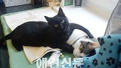 아픈 친구들 보듬어주는 나이팅게일 천사 고양이