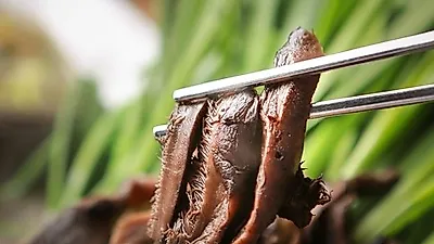 대표적인 다이어트 음식 '능이버섯', 항암에도 효능이?...능이버섯 재배부터 능이버섯 요리까지