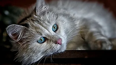 고양이 항문에 나타나는 염증 '고양이 항문낭', '고양이 항문낭 짜기' 요령은?