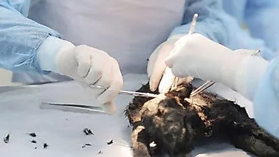 1만 2400년전 얼어죽은 개가 발견됐다