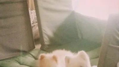 규리 반려견, 햇살 아래 나른한 오후 '찰칵'