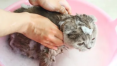 초보 집사를 위한 반려묘 목욕 가이드 A to Z