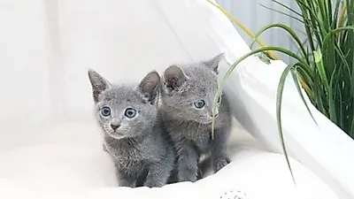 강아지·고양이분양 '집사나라' 쾌적한 환경과 다양한 품종 보유로 잠실·인천 고객에 인기