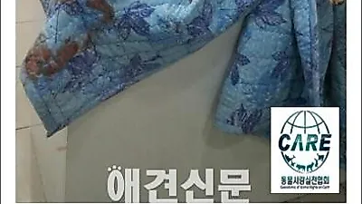 포항서 50대 남성이 술 마시고 진돗개를 쇠파이프로 폭행
