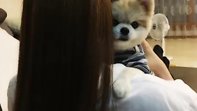 김현정, 모델 반려견의 자태란 이런 것