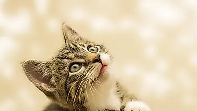 아기고양이 어떻게 돌볼까?