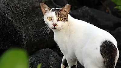 야생 고양이의 장단점, 인간에게 주는 해악과 혜택은?