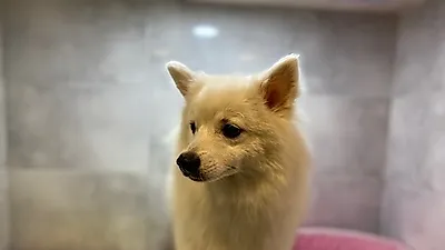 [유기견입양] 변함없는 사랑 줄 스피츠 '딸기'의 새가족을 찾아요