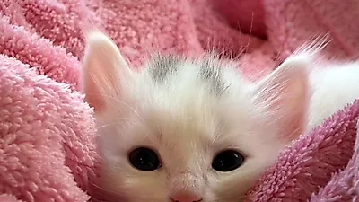 쓰다듬는 순간 ‘타탁’ 고양이 정전기 대처법