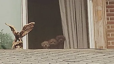 박진영 반려견 호두 파이 공주, "저 집에도 팬클럽이 있어요"