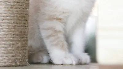 고양이 분양샵 ‘가필드고양이’ 분양관련 전문지식 공유