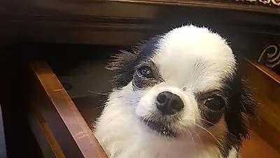 이희진 반려견, 인형 같은 자태 "서랍 열었더니 어머"