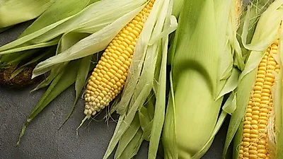 [체중감량 음식]  '맛있고 영양 잡힌 다이어트 음식 원한다면' 옥수수 효능 및 칼로리와 먹는 법은?