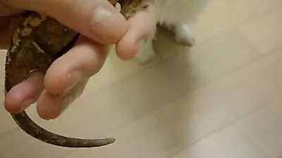 오정연 반려동물, 어색한 동거 현장 '루비와 베로'