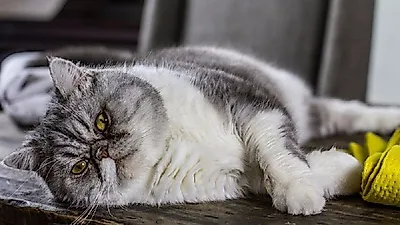 14kg 비만고양이 핸섬, 인터넷 스타로 떠올라