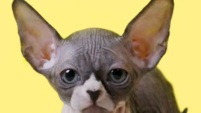 프리미엄 고양이 분양샵 나비캣, 분양 이전 철저한 관리로 건강상태가 우수한 애묘들을 분양해